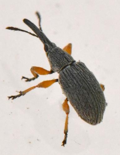 Réf. 311 525 : Rhopalapion longirostre